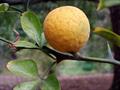 hardy orange ، پونسیروس